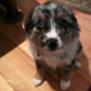 Meet your Posher, Old man